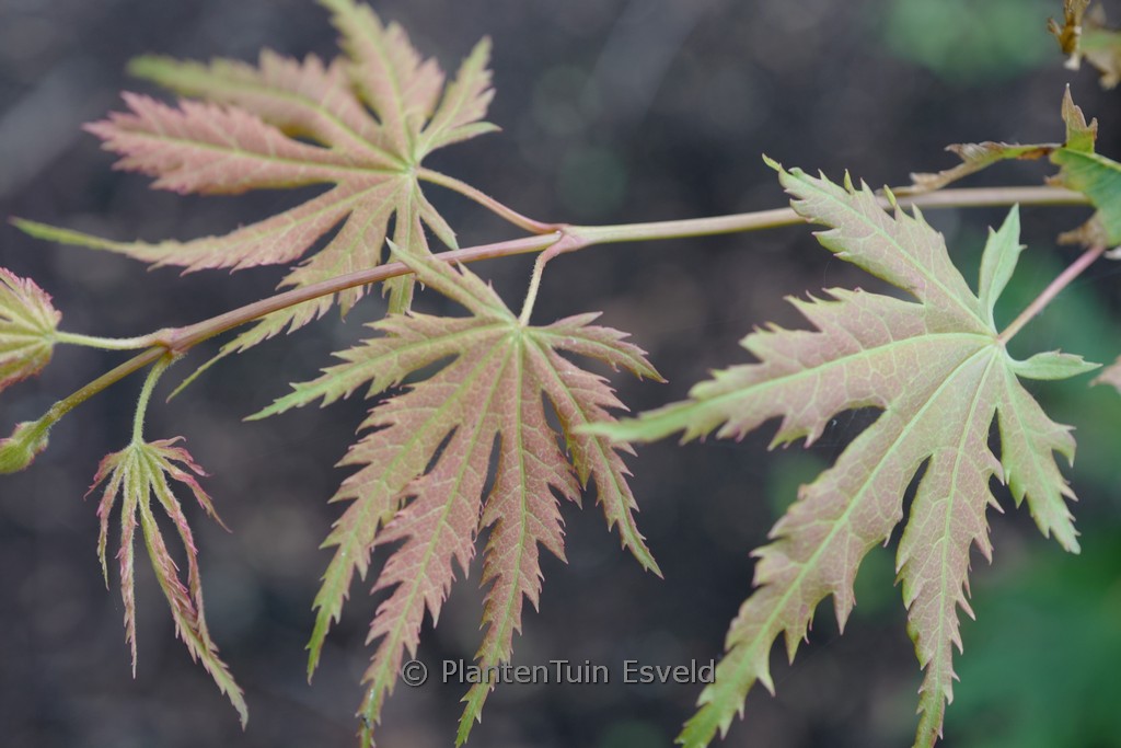 Acer pseudosieboldianum ‚IsIAJ‘ (ARCTIC JADE)