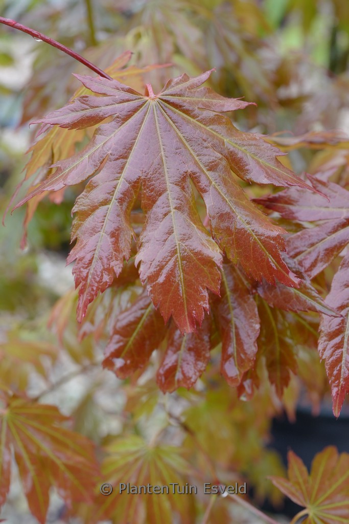 Acer pseudosieboldianum ‚IsINW‘ (NORTH WIND)