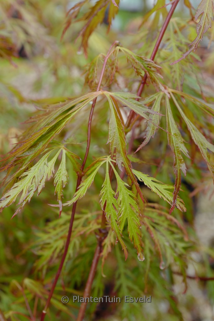 Acer pseudosieboldianum ‚IsLID‘ (ICE DRAGON)