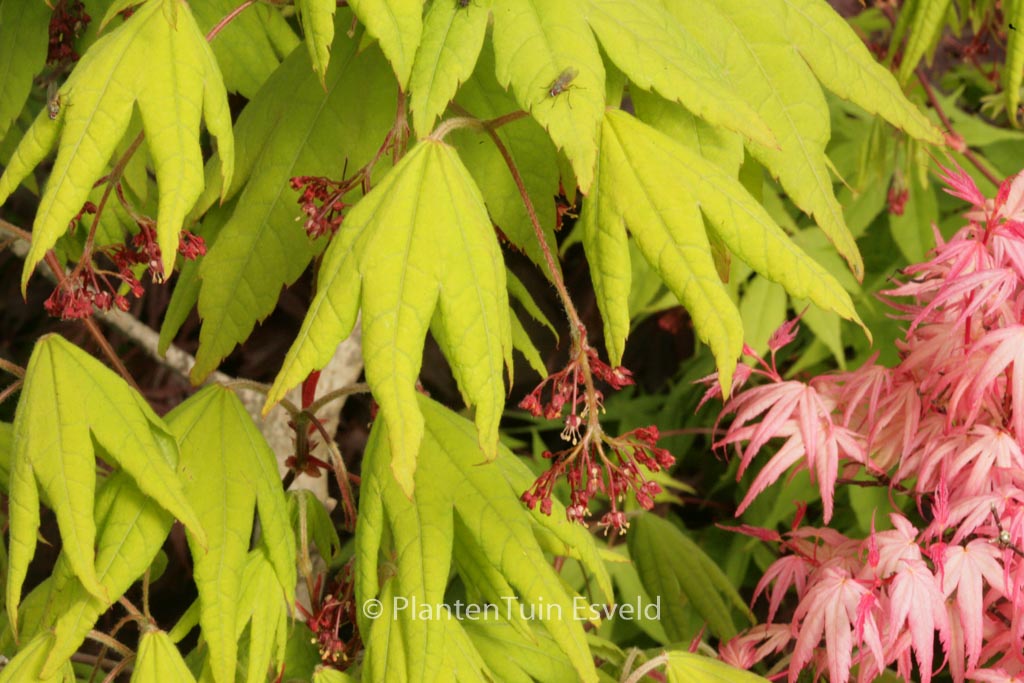 Acer pseudosieboldianum