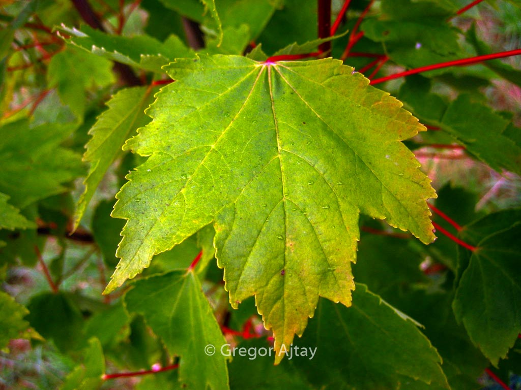 Acer rubrum ‚Autumn Flame‘