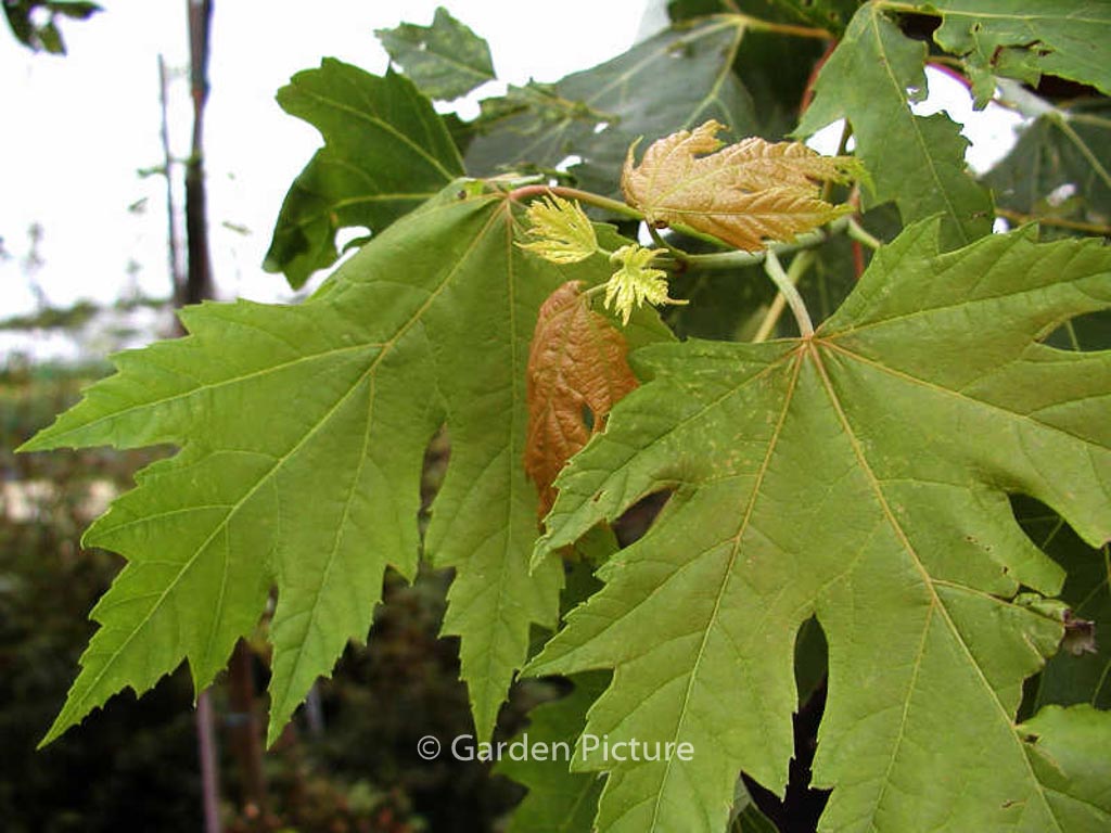 Acer rubrum ‚Bowhall‘