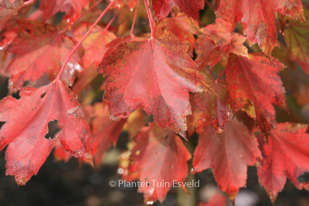 Acer rubrum ‚Brandywine‘