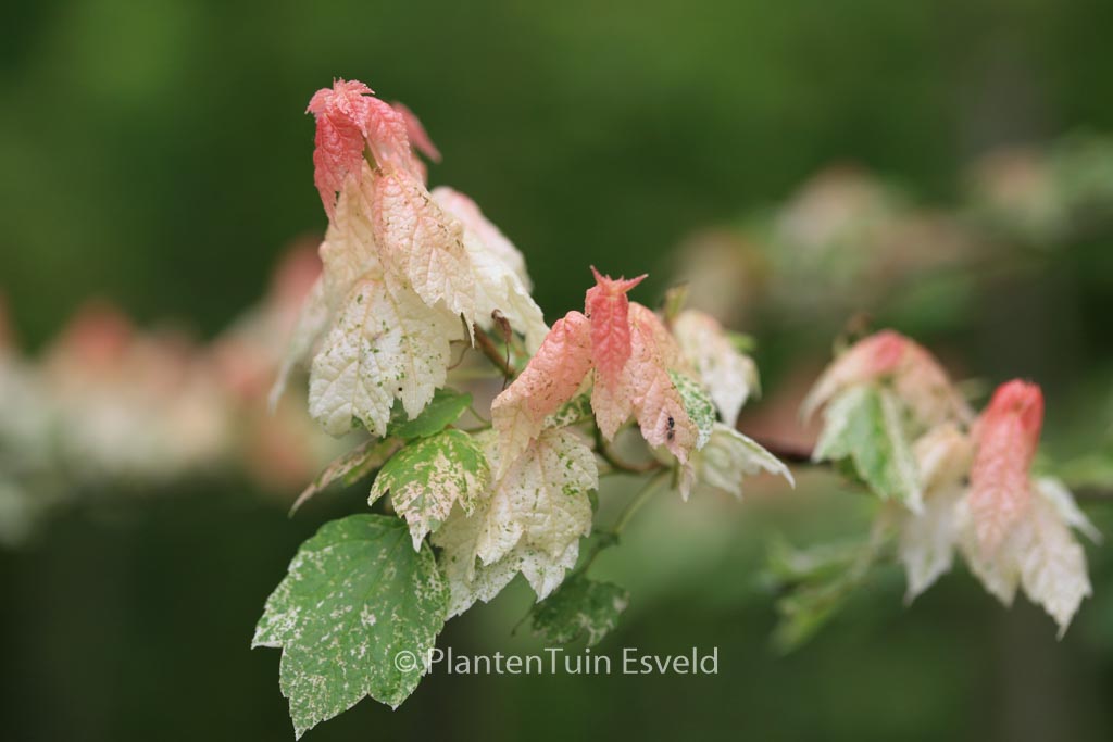 Acer rubrum ‚Candy Ice‘