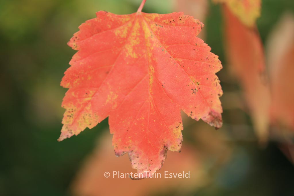 Acer rubrum ‚Franksred‘ (RED SUNSET)