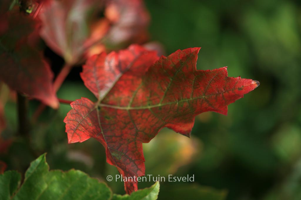Acer rubrum ‚Karpick‘