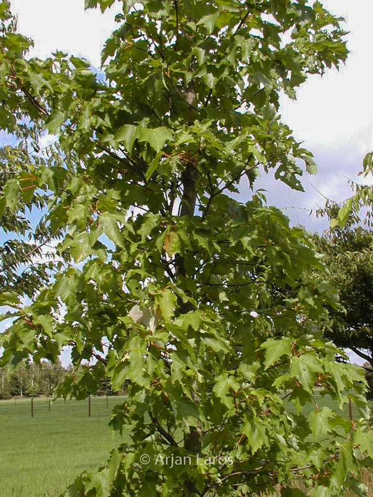 Acer rubrum ‚Morgan‘ (INDIAN SUMMER)