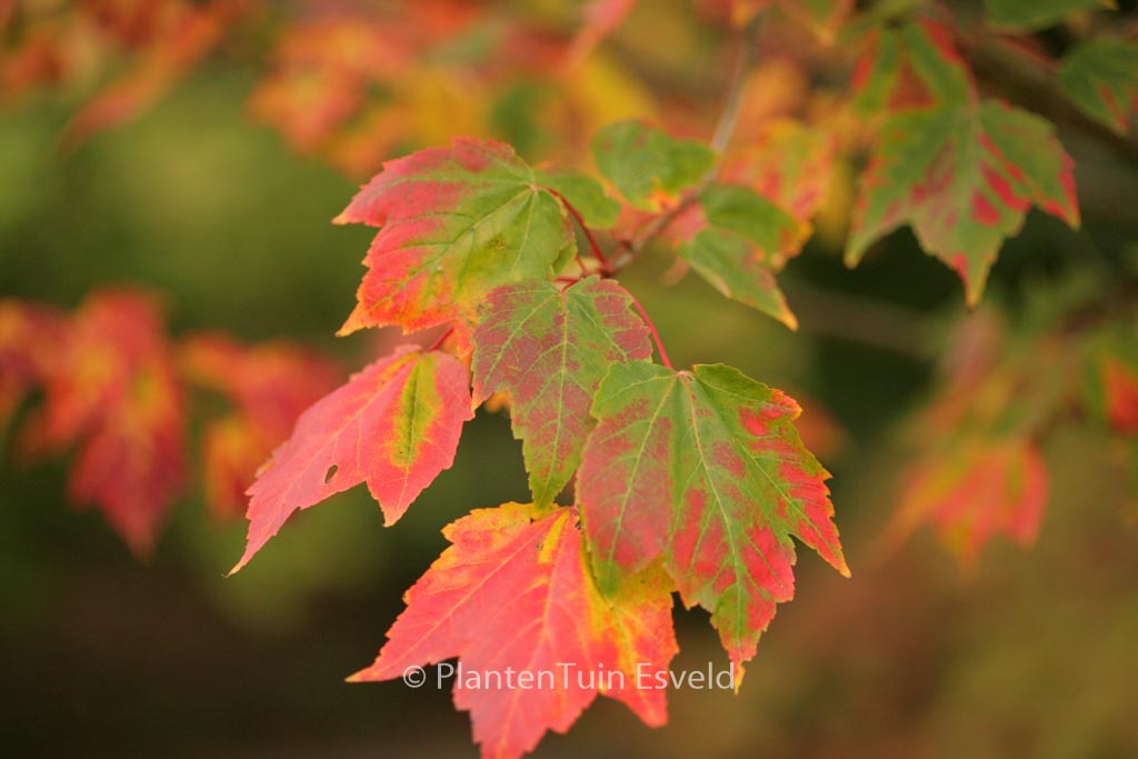 Acer rubrum ‚Northwood‘