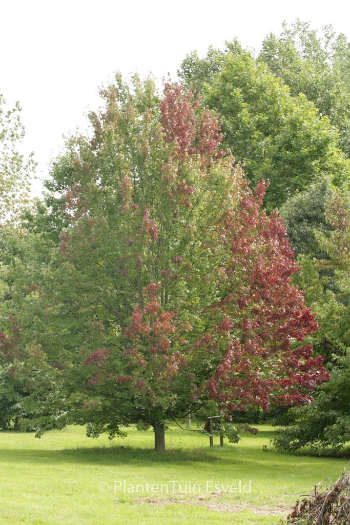 Acer rubrum ‚October Glory‘