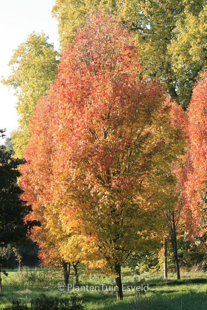 Acer rubrum ‚Scanlon‘