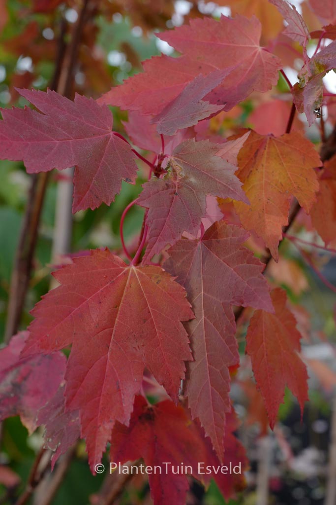 Acer rubrum ‚Somerset‘