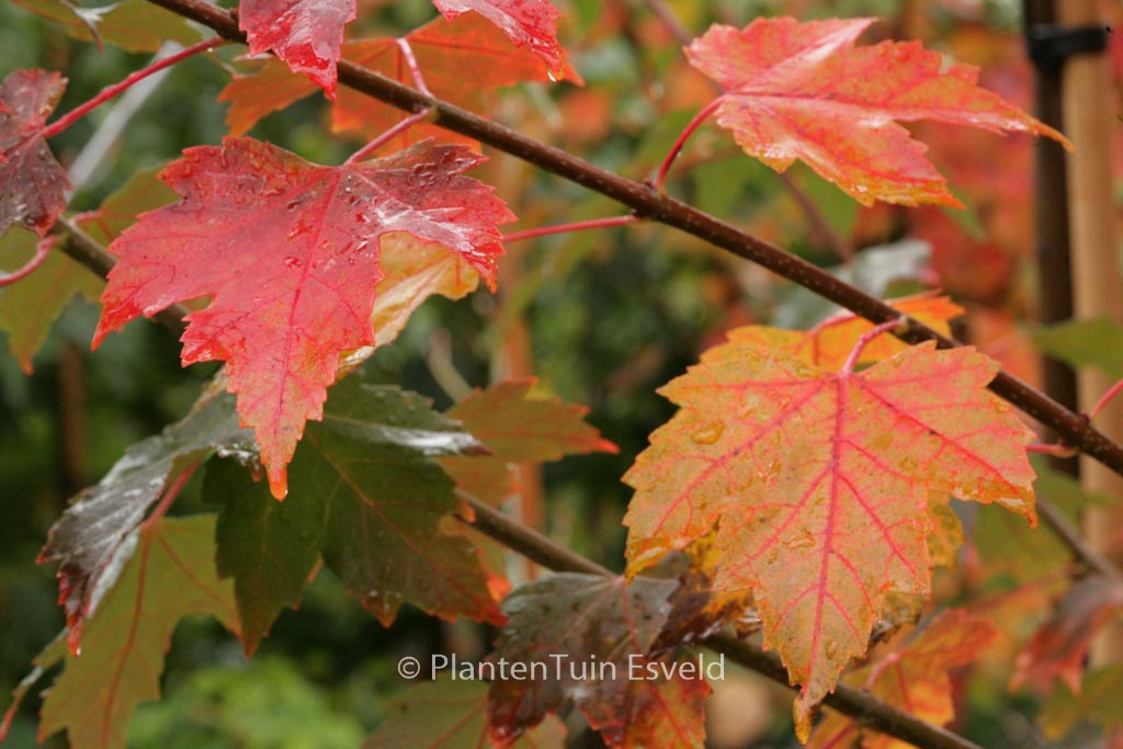 Acer rubrum ‚Sun Valley‘