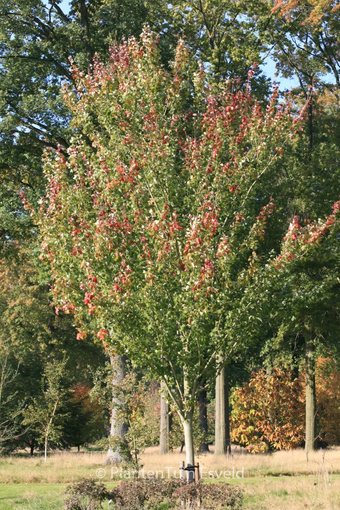 Acer rubrum ‚Tilford‘