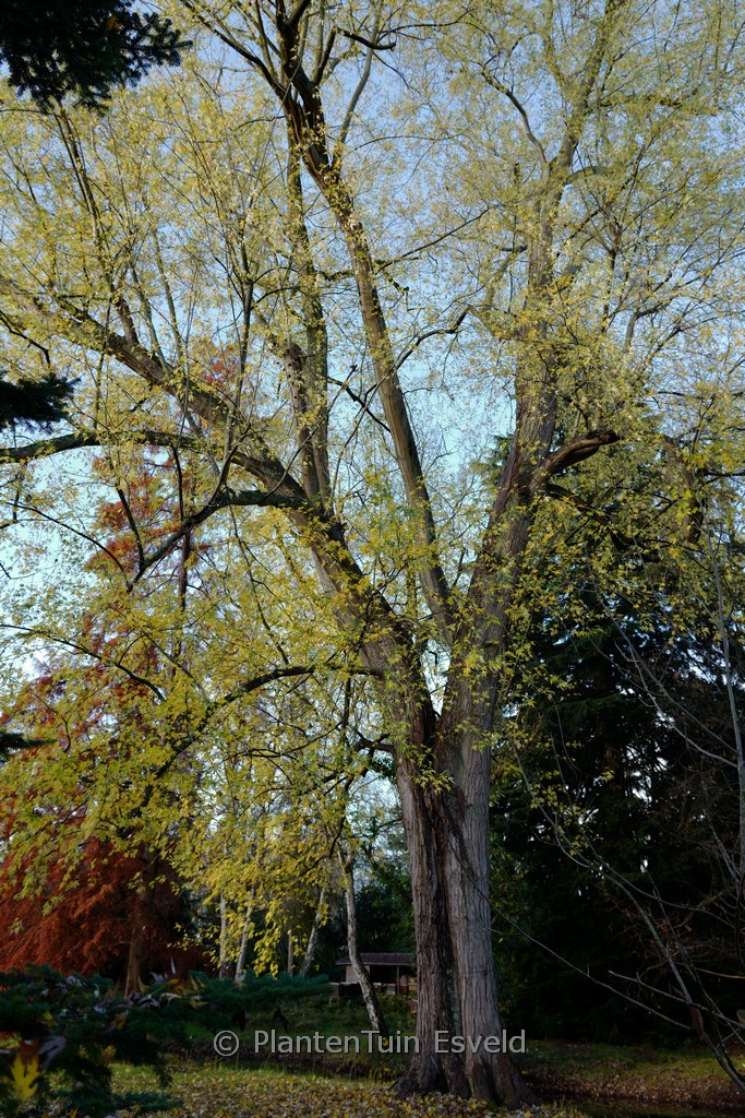 Acer saccharinum ‚Laciniatum Wieri‘