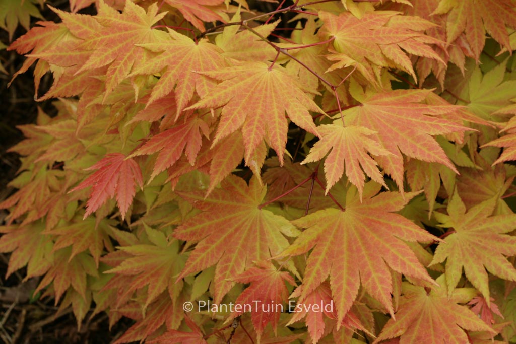 Acer shirasawanum ‚Autumn Moon‘