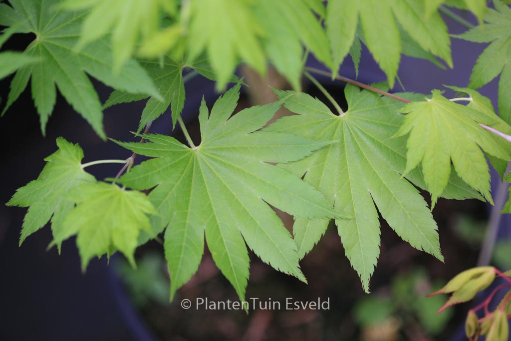 Acer shirasawanum ‚Diana‘