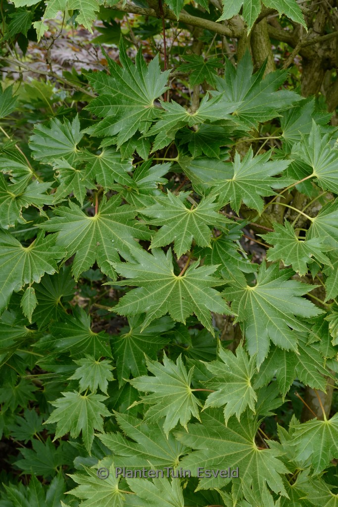 Acer shirasawanum ‚Ezo-no-o-momiji‘