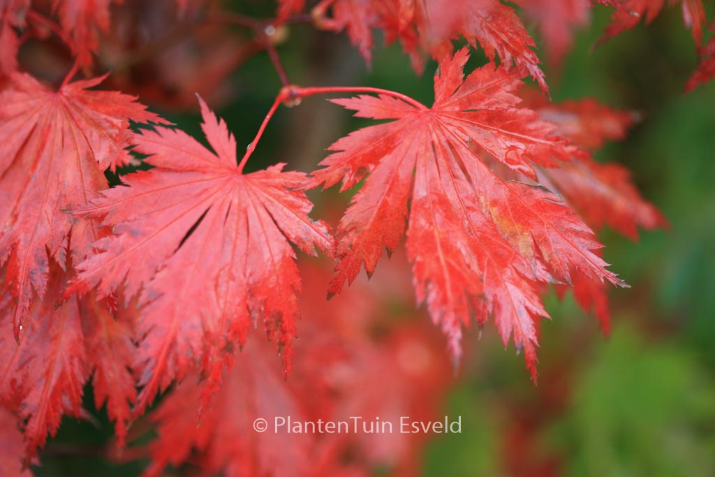 Acer shirasawanum ‚Gloria‘