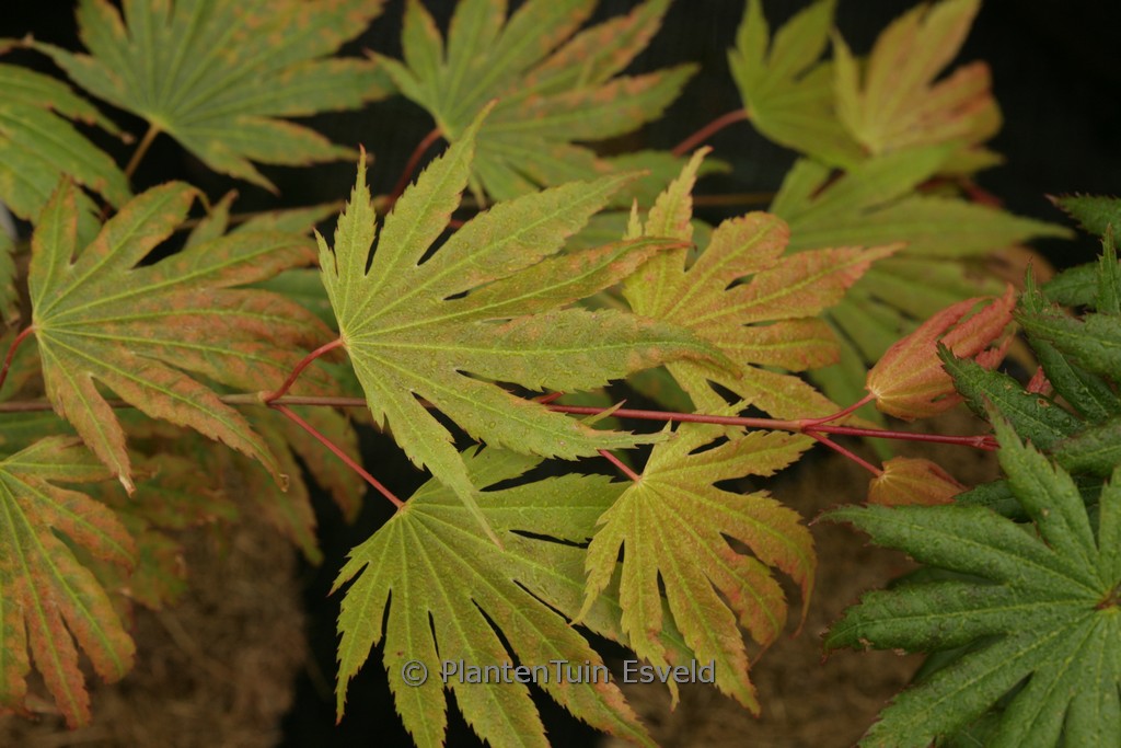 Acer shirasawanum ‚Green Elf‘