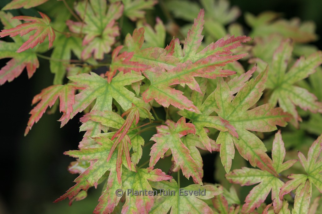 Acer shirasawanum ‚Helena‘