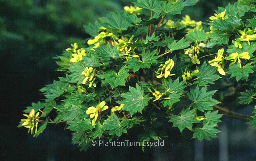 Acer shirasawanum ‚Microphyllum‘