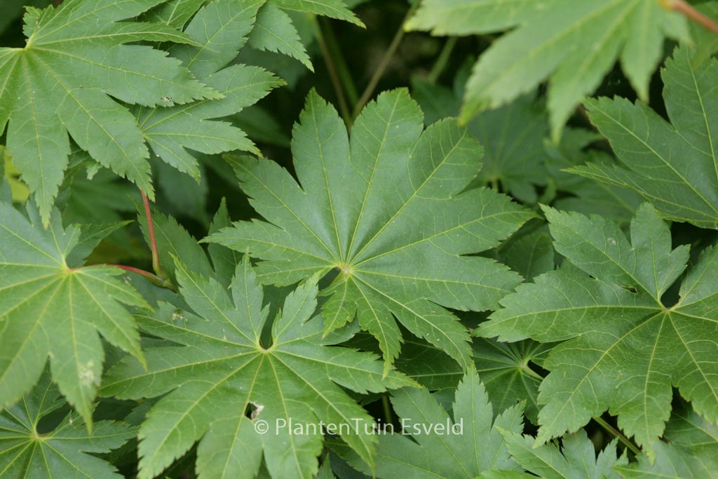 Acer shirasawanum ‚Nikko‘