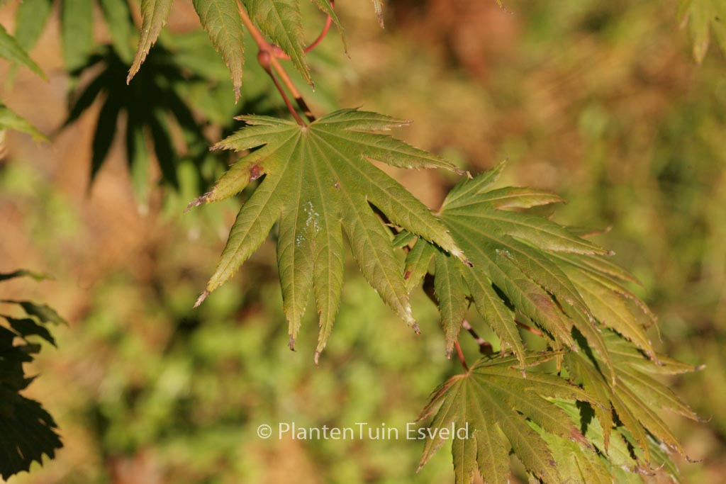Acer shirasawanum ‚Palmatifolium‘