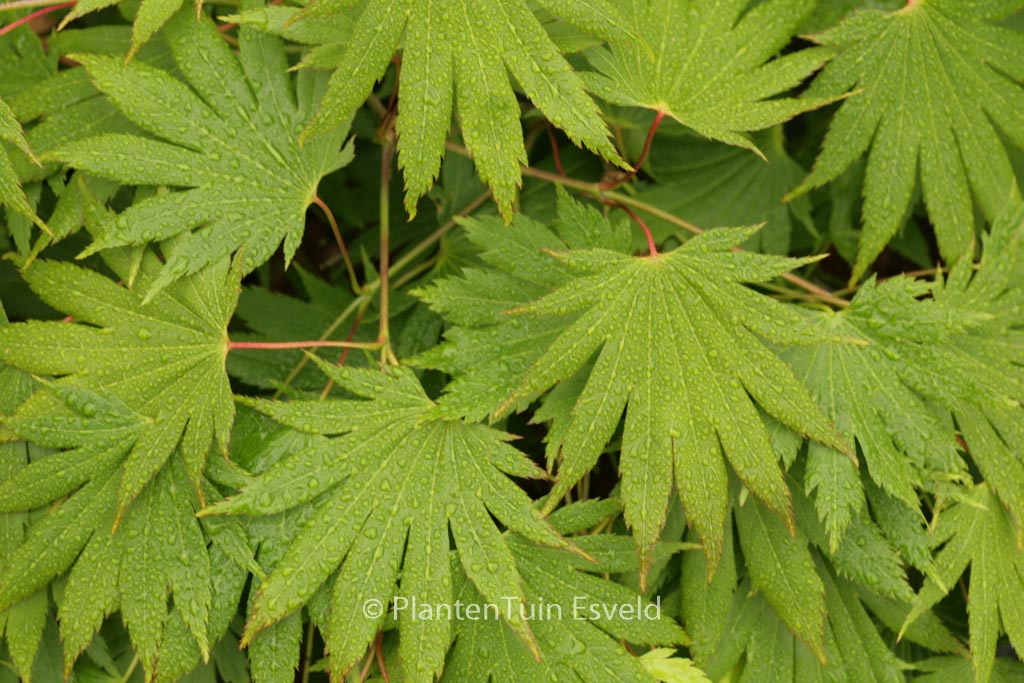 Acer shirasawanum ‚Smokie Rise Church‘