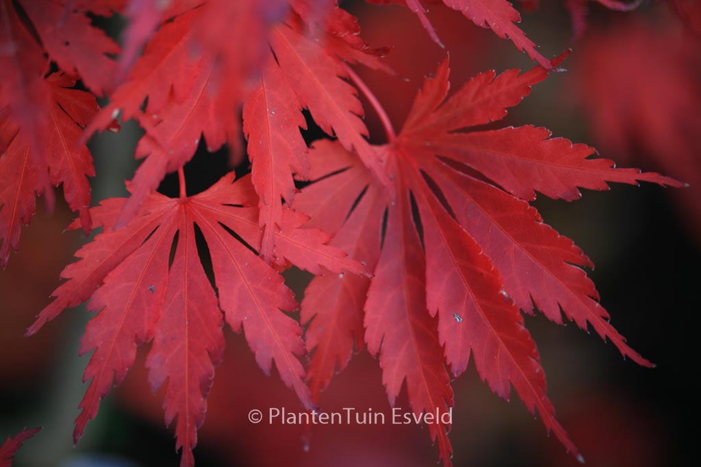 Acer shirasawanum ‚Yasemin‘
