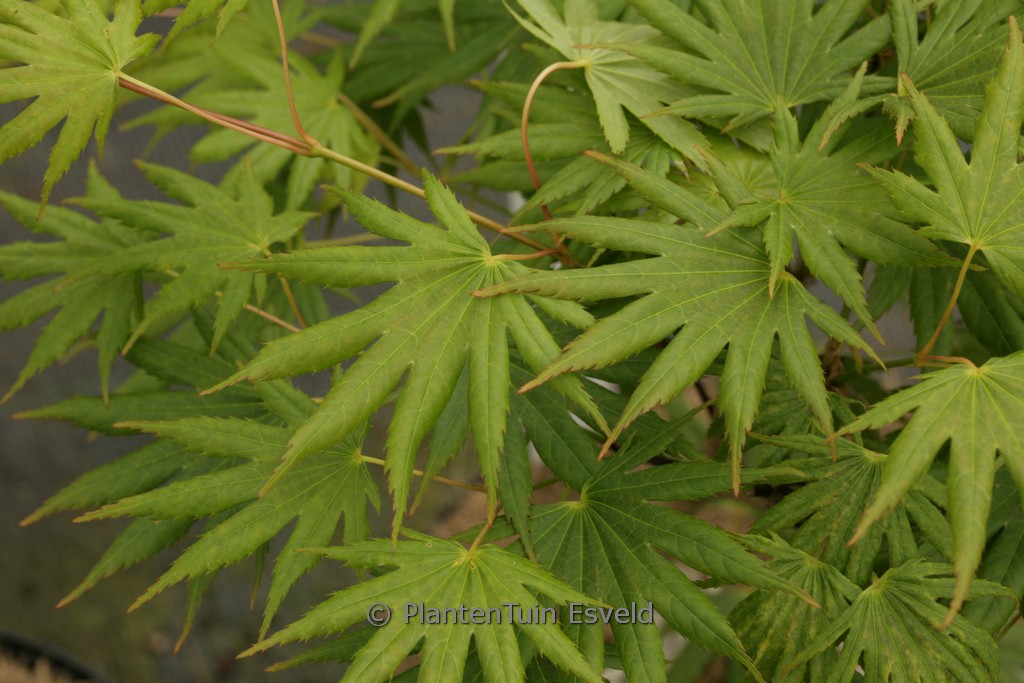 Acer shiraswanum ‚Mr. Sun‘