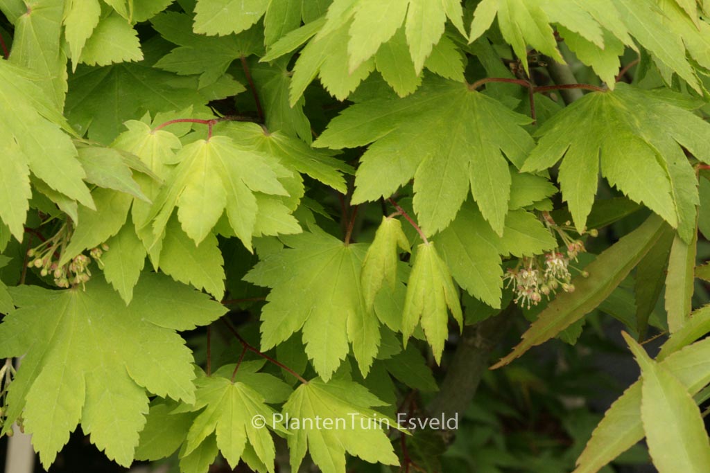 Acer sieboldianum ‚Katsura-gisan‘