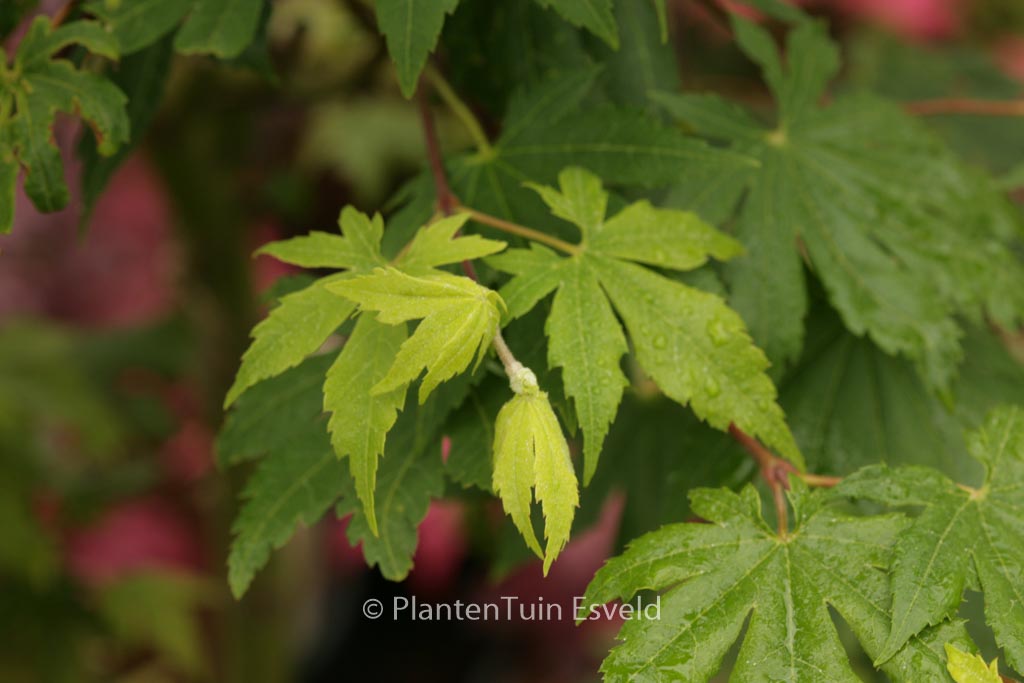 Acer sieboldianum ‚Lovett‘