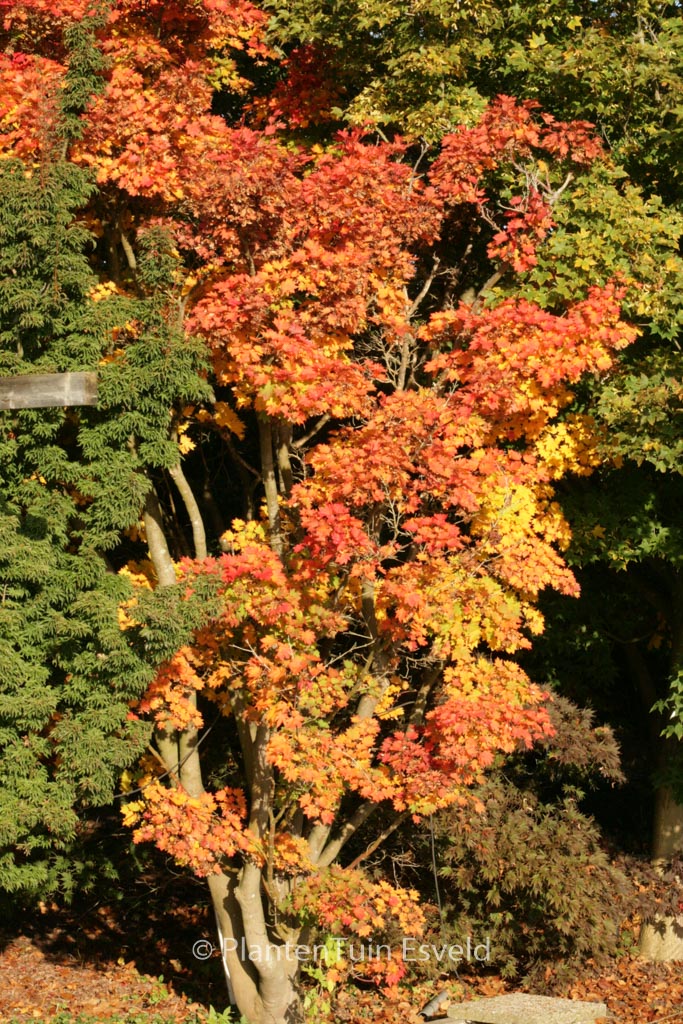 Acer sieboldianum ‚Mi-yama-nishiki‘