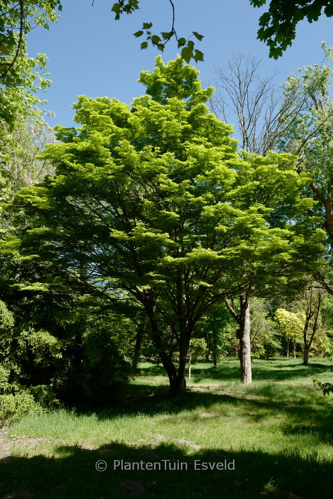 Acer sieboldianum ‚Osiris‘