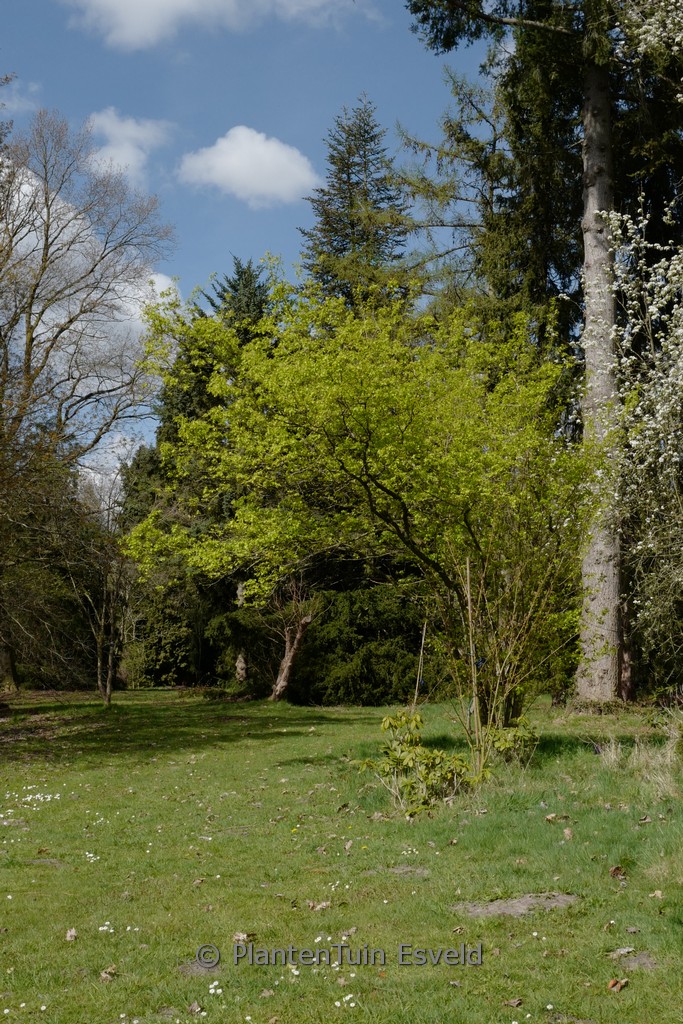 Acer tataricum ssp. ginnala