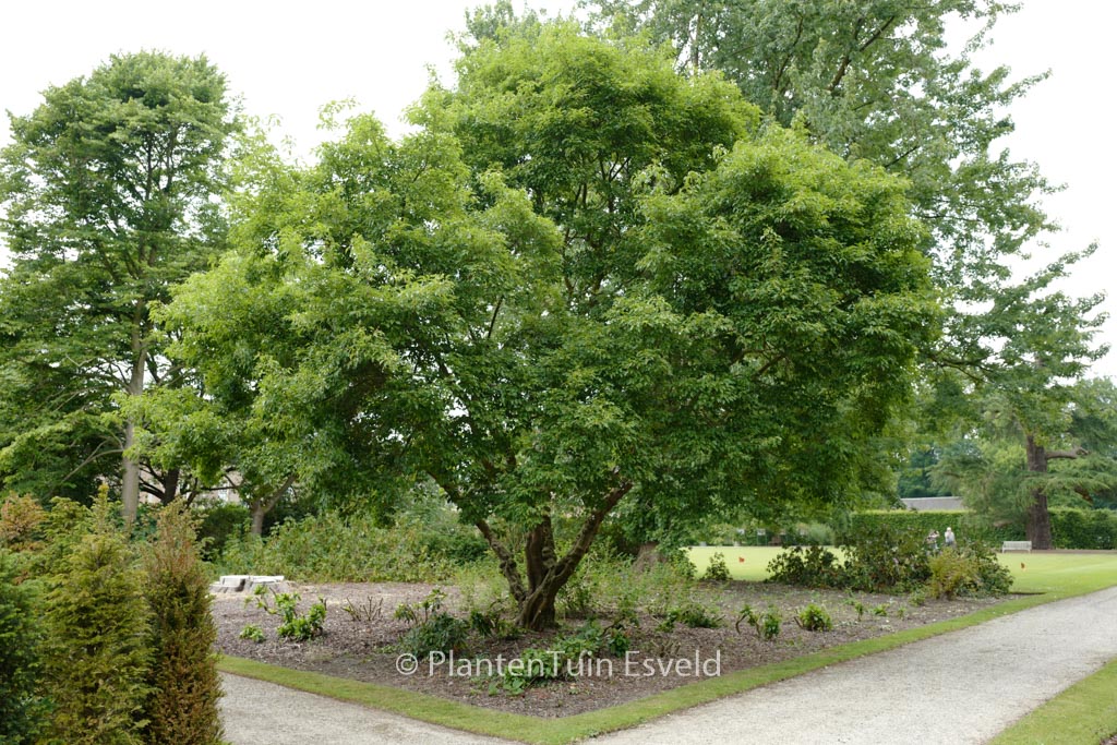 Acer tataricum
