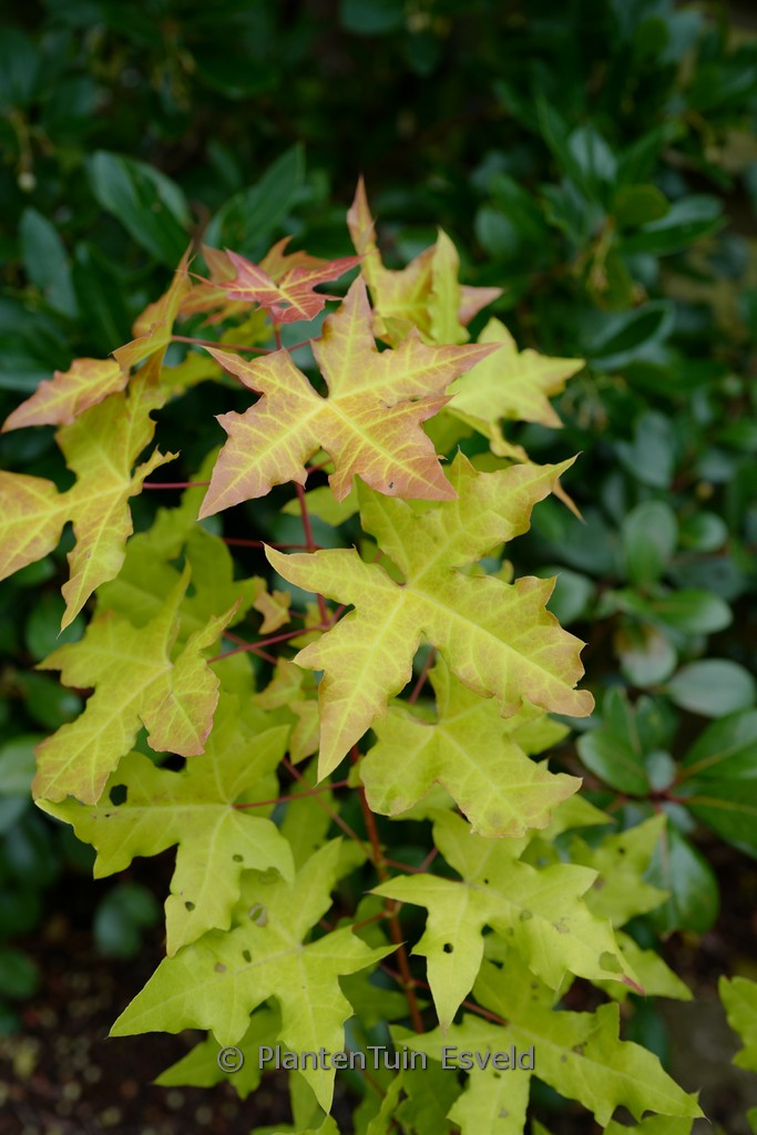 Acer truncatum ‚Volcano‘