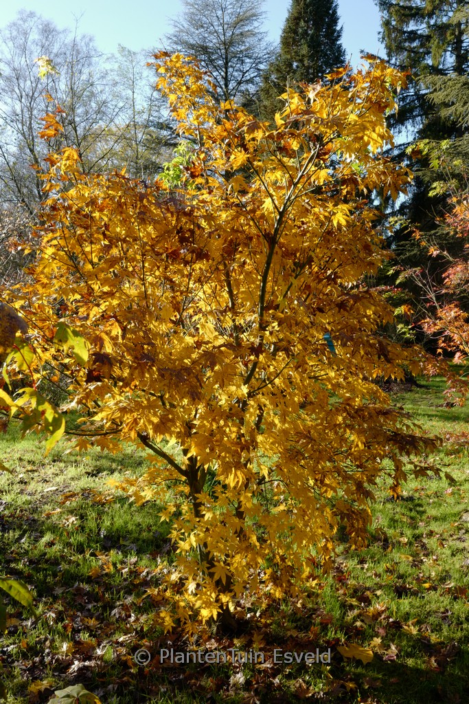 Acer tsinglingense ‚Gimborn’s Fire‘