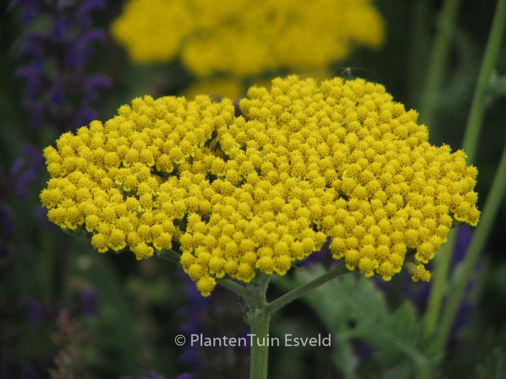 Achillea ‚Coronation Gold‘