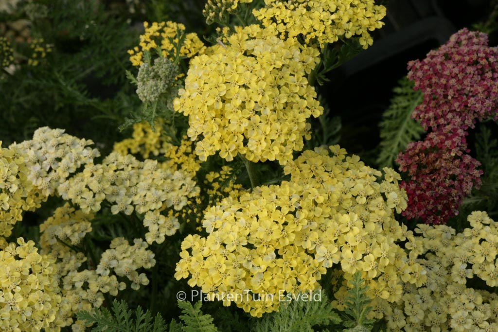 Achillea ‚Credo‘