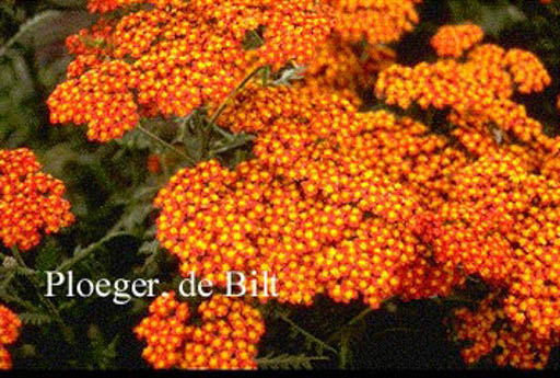 Achillea ‚Feuerland‘