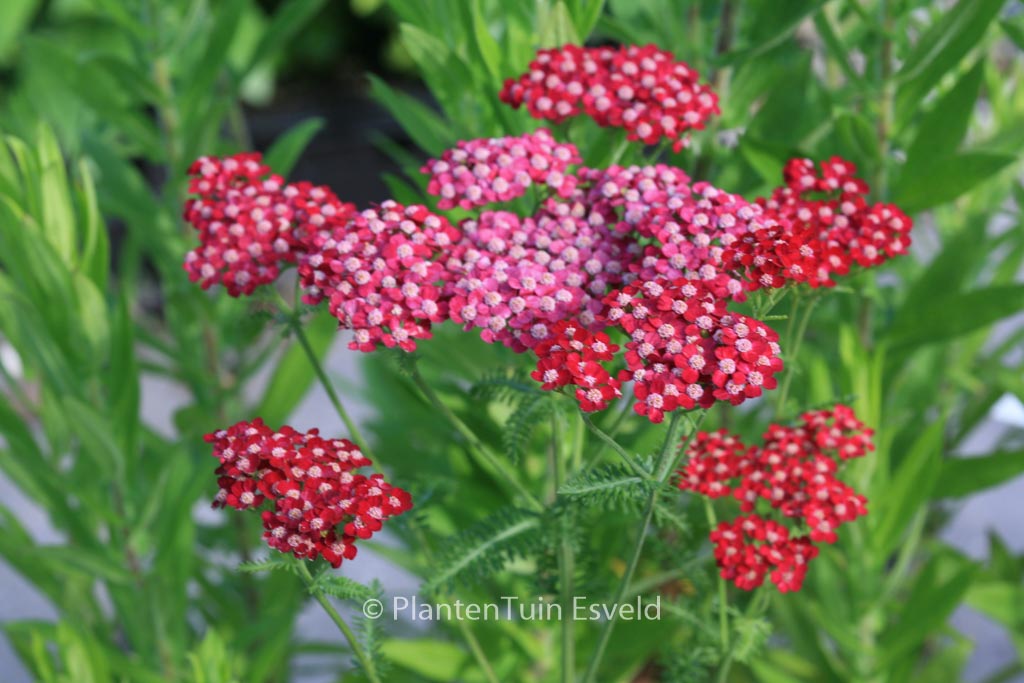 Achillea ‚Petra‘
