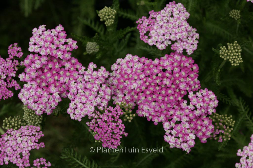 Achillea ‚Pink Grapefruit‘