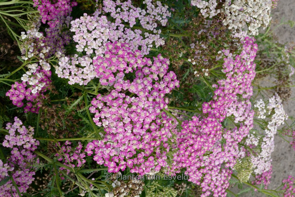 Achillea ‚Rainbow Lightning Pink‘