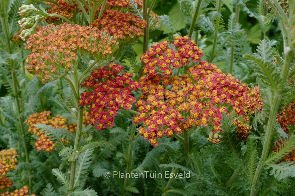 Achillea ‚Safran‘