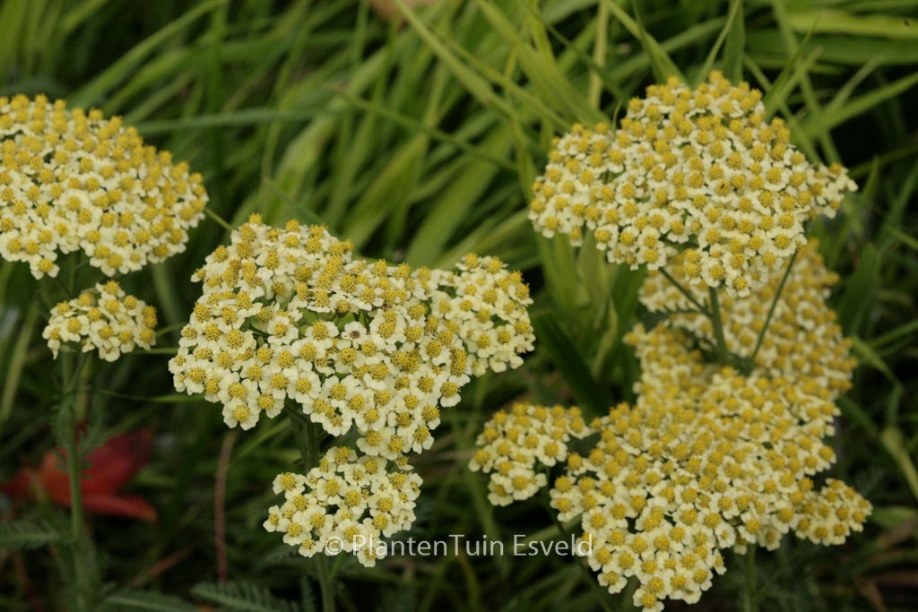 Achillea ‚Saucy Seduction‘