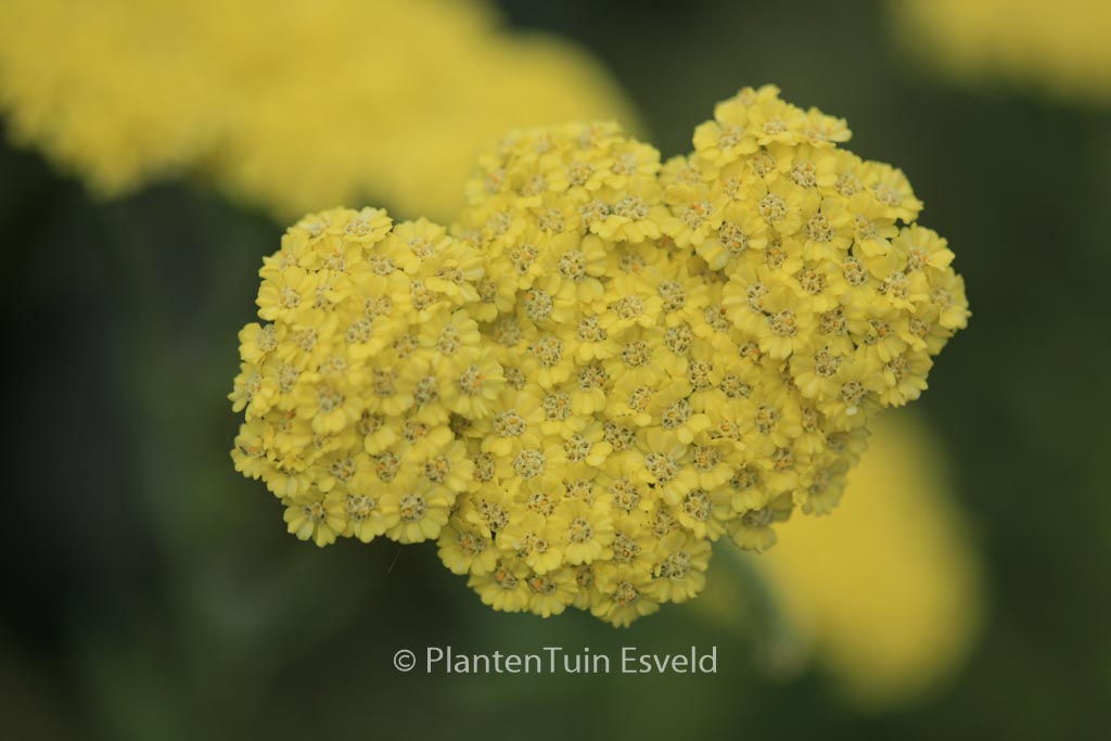 Achillea ‚Taygetea‘