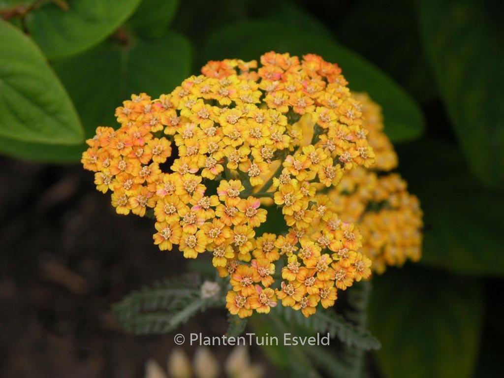Achillea ‚Terracotta‘
