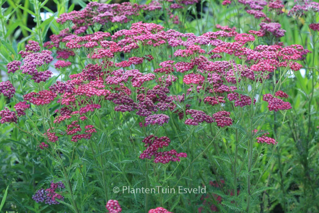 Achillea ‚Velour‘