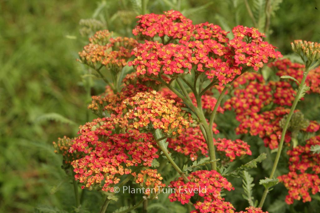 Achillea ‚Walther Funcke‘